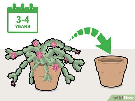 How to Prune a Christmas Cactus: 12 Steps (with Pictures)