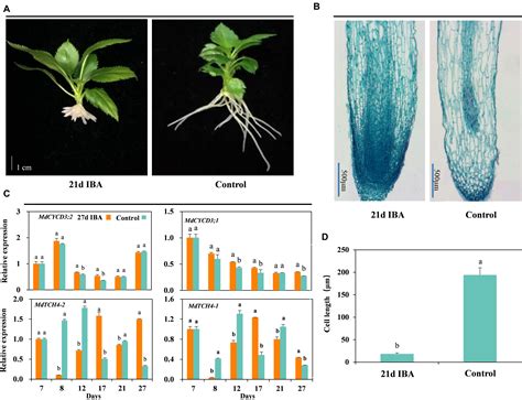 Frontiers Auxin And Its Interaction With Ethylene Control