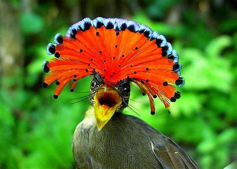 Brussels Sprouts The Amazonian Royal Flycatcher