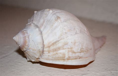 Knobbed Whelk In New York Usa 2011 Knobbed Whelk In New Flickr