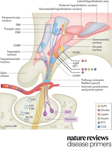 Nature Reviews Disease Primers On Twitter The Hypothalamus