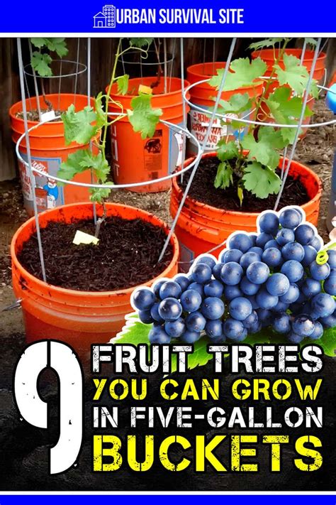 9 Fruit Trees You Can Grow In Five Gallon Buckets Artofit