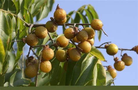 Sapindus Mukorossi Seeds Soapnut Seeds Soap Nut Tree Seeds