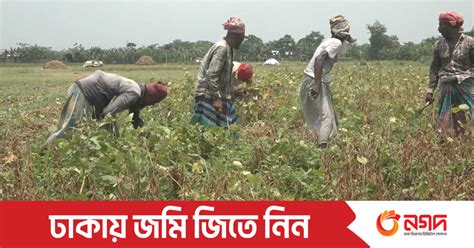 সয়াবিনের বাম্পার ফলনে খুশি কৃষকরা তবে দামে হতাশ