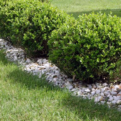 The Beautiful Winter Gem Boxwood An Easy Care Guide