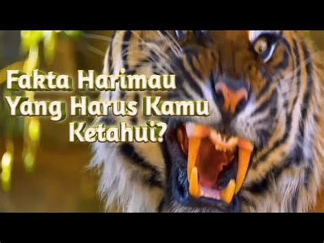 Fakta Unik Dan Menarik Harimau Yang Belum Kamu Ketahui Harimau