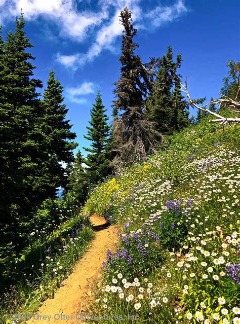 Outventure Of The Week Hiking The Skyline Divide Trail Mount Baker