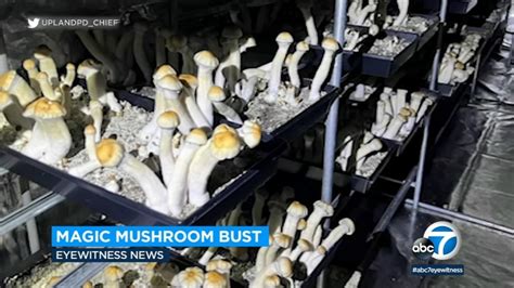 Hundreds Of Illegal Magic Mushrooms Seized From Grow Operation In