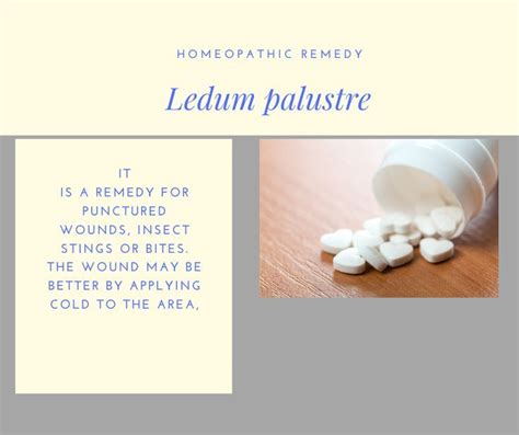 Ledum a remedy for punctured wounds | Homeopathic, Homeopathy, Homeopathic remedies