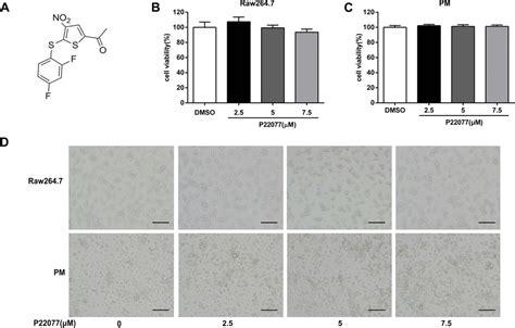 P22077 Inhibits LPS Induced Inflammatory Response By Promoting K48