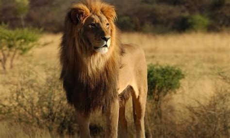 5 Rare Lions In The World You Probably Dont Know Exist