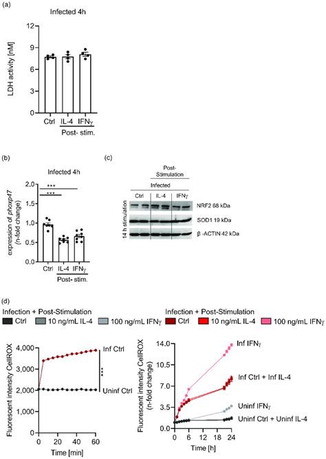 IL 4 Stimulation Of Unpolarised S Tm Infected BMDM Does Not Affect