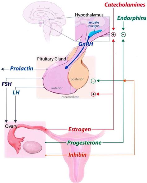 Hypothalamic Pituitary Ovarian Axis Ovarian Ovaries Oestrogen