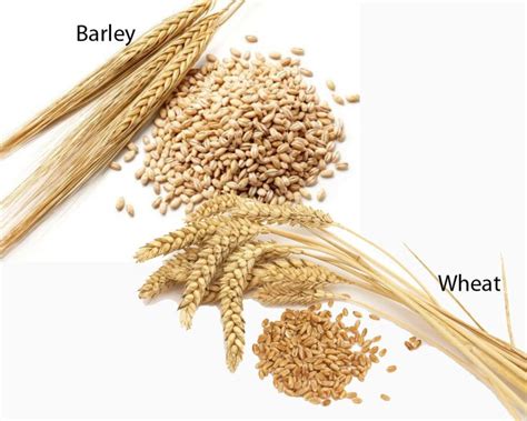 Difference In Barley And Wheat Wheat Barley Plant Barley