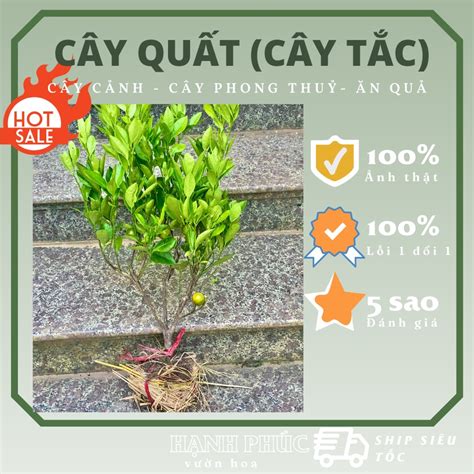 Mua Cây Quất Chua Giống Cây Tắc Cao 40cm Có Sẵn Hoa Và Quả Cho Trái