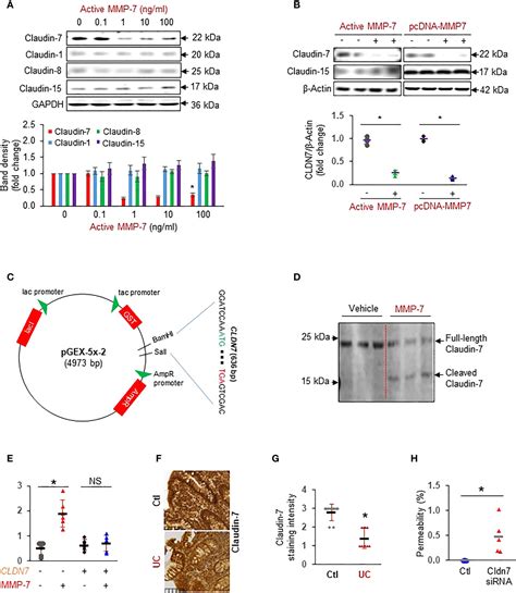 Frontiers Matrix Metalloproteinase 7 Contributes To Intestinal