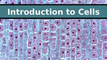 Ib Biology Chapter Introduction To Cells By Ib And Myp Resources