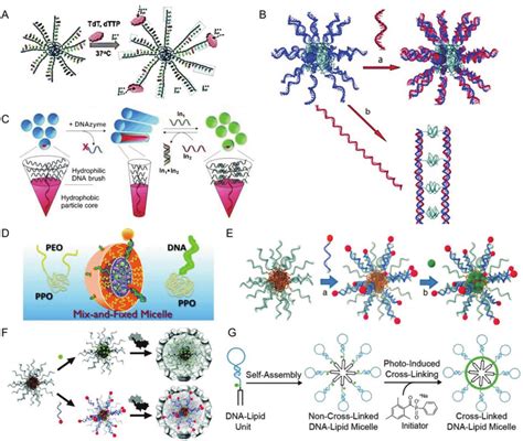 A Enzymatic Growth Of DNA B PPO Micelles Reproduced From Ref 59