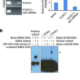 Foxc Promotes Gli Dna Binding Capacity A Chip Assay For The Binding