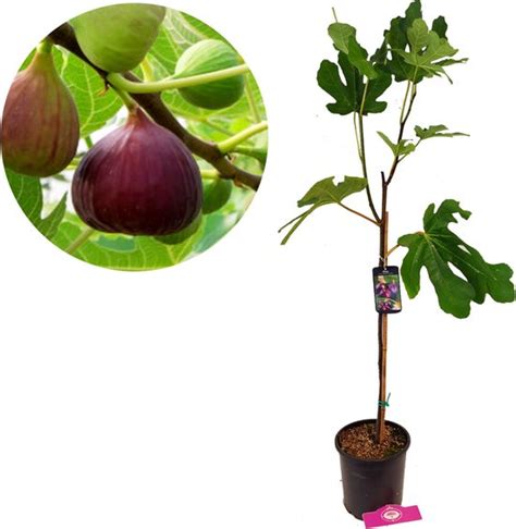 Ficus Carica Brown Turkey Vijgenboom 2 Liter Pot Bol