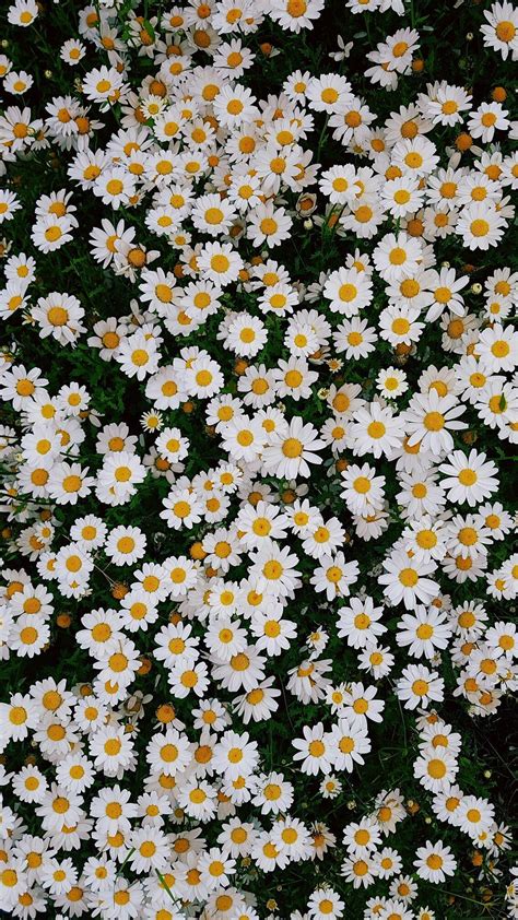 Beautiful Daisies Iphone Wallpaper Papatya Duvar Kağıtları Hd