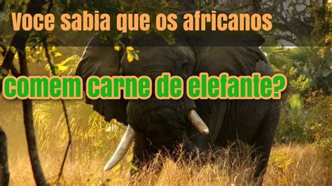 Voce Sabia Que Os Africanos Comem Carne De Elefante Youtube