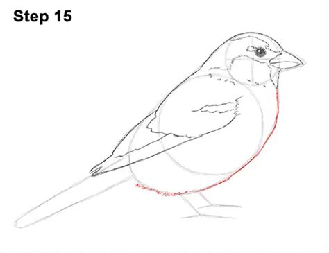 How To Draw A Sparrow