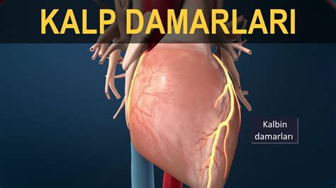 Kalp Damarlar Koroner Arterler Youtube