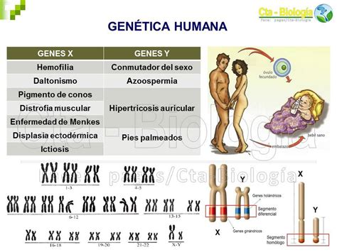 Biolog A Did Ctica Ingenier A Ana Citogen Tica Humana