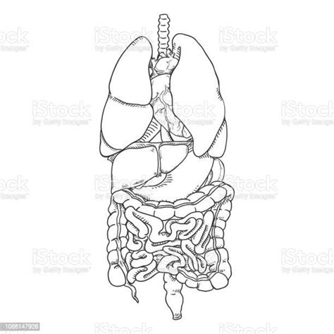 Vector Sketch Set Of Anatomical Human Organs Stock Illustration