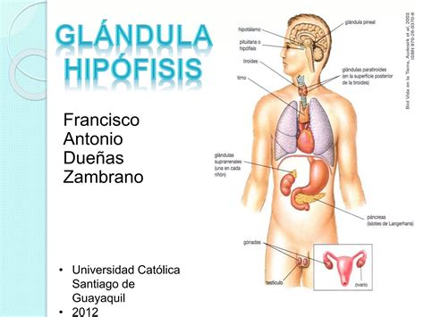 Generalidades Y Hormonas De La Glandula Hipofisis PPT