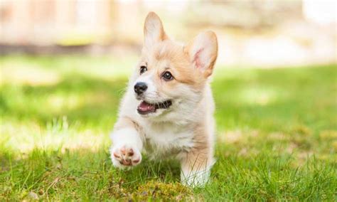 Are Corgis Trainable? How Long To Train A Corgi? - Corgi Care