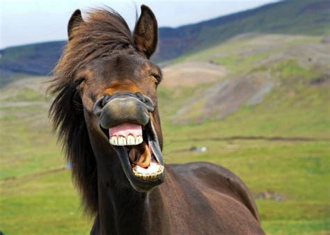 Hilarious Stock Photos Pictures And Royalty Free Images Istock