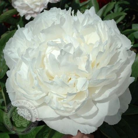 Peony Amalia Olson Fuchsia Flowers Peonies Garden Beautiful