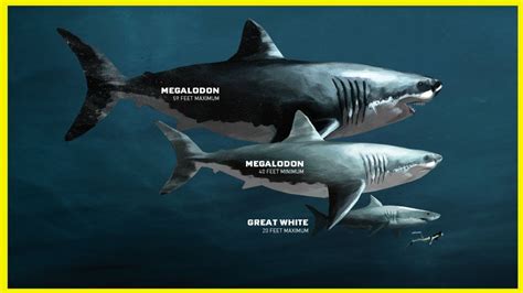 The Evolution Of Megalodon 2002 2018 Themeg Youtube