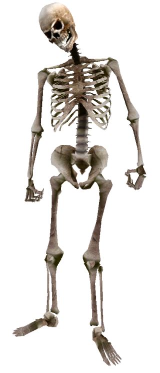 Skeleton PNG, Skeleton Transparent Background - FreeIconsPNG