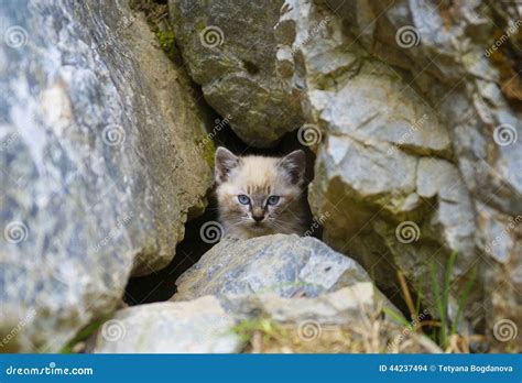 Cat Hidden In The Cave Stock Photo Image Of Alpe Hidden 44237494