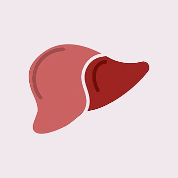 Human Liver Clipart Transparent Png Hd Human Liver Icon In Cartoon