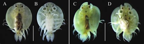 Argulus Coregoni From The Body Surface Of A Whitespotted Charr