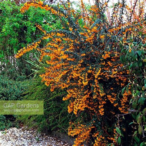 Berberis linearifoli... stock photo by Nicola Stocken, Image: 0498983