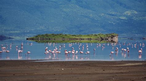 Pink Lesser Flamingo At Lake Natron Tanzania Stock Footage Sbv