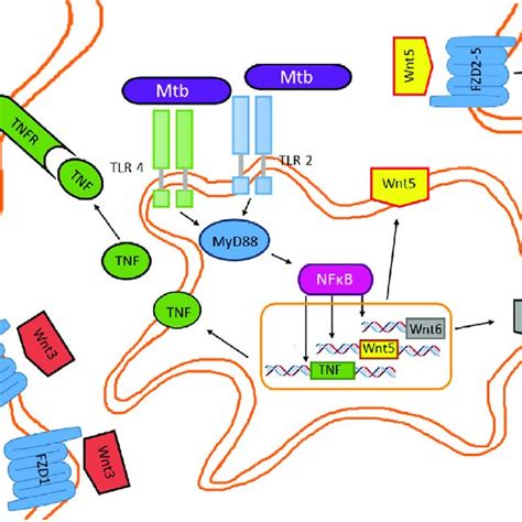 The Structure Of The Mycobacterium Tuberculosis Cell Wall This Figure