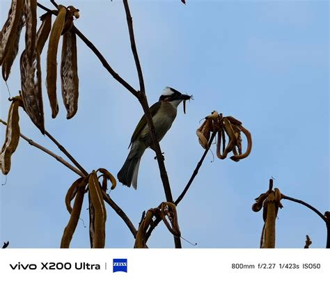 vivo X200 Ultra Review: A Pocket-Sized Cinema and Photography Powerhouse