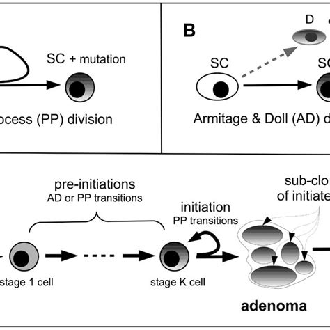 Multistage Clonal Expansion Msce Model Sc Stem Cell D