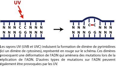 Tp Mutagen Se Levures Uv