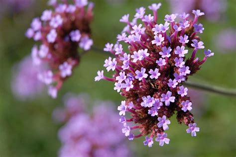 How to Care for Verbena Plants