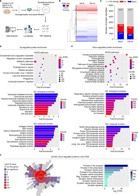 Integrative Proteomics Highlight Presynaptic Alterations And C Jun