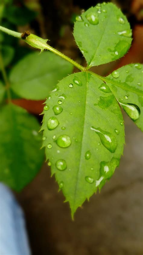 Water Droplets Rose Leaves Water Droplets HD Phone Wallpaper Peakpx