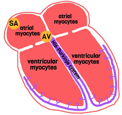 Cardiac Myocytes