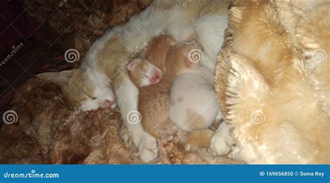 Baby Cats Sleeping with Mamma Cat Stock Photo - Image of three, baby ...